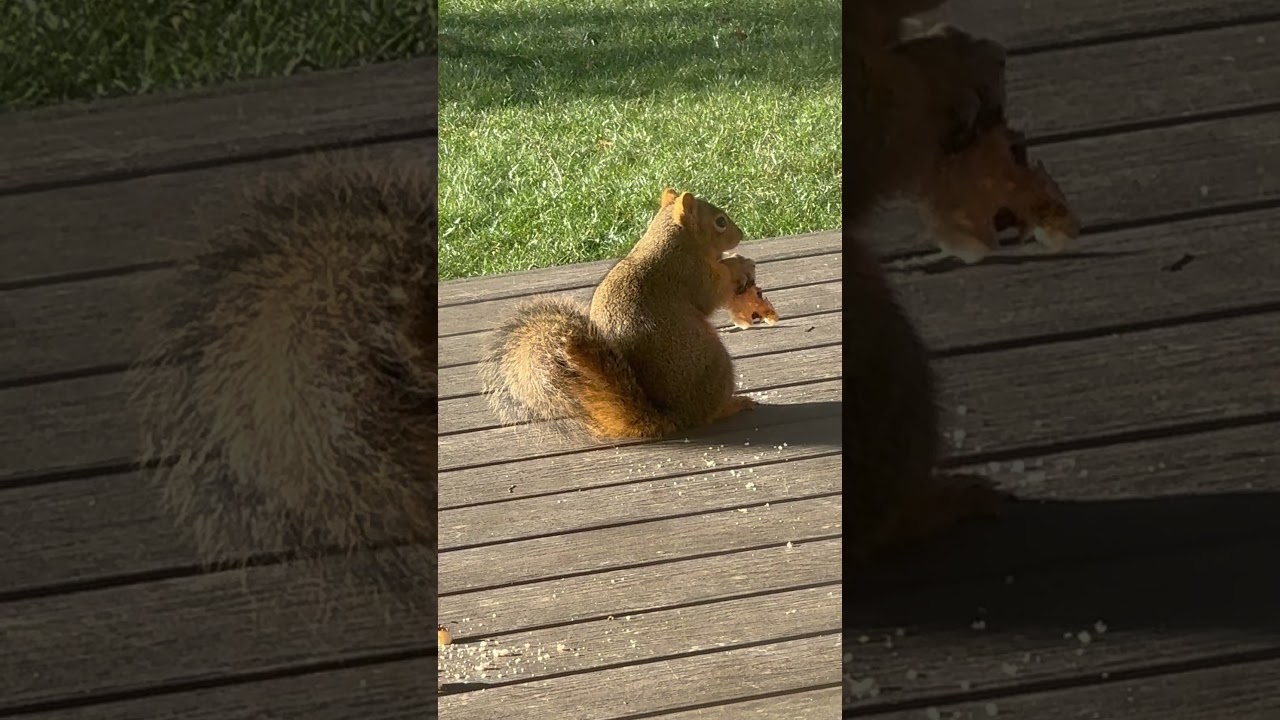 Fat squirrel stealing the food off my back table