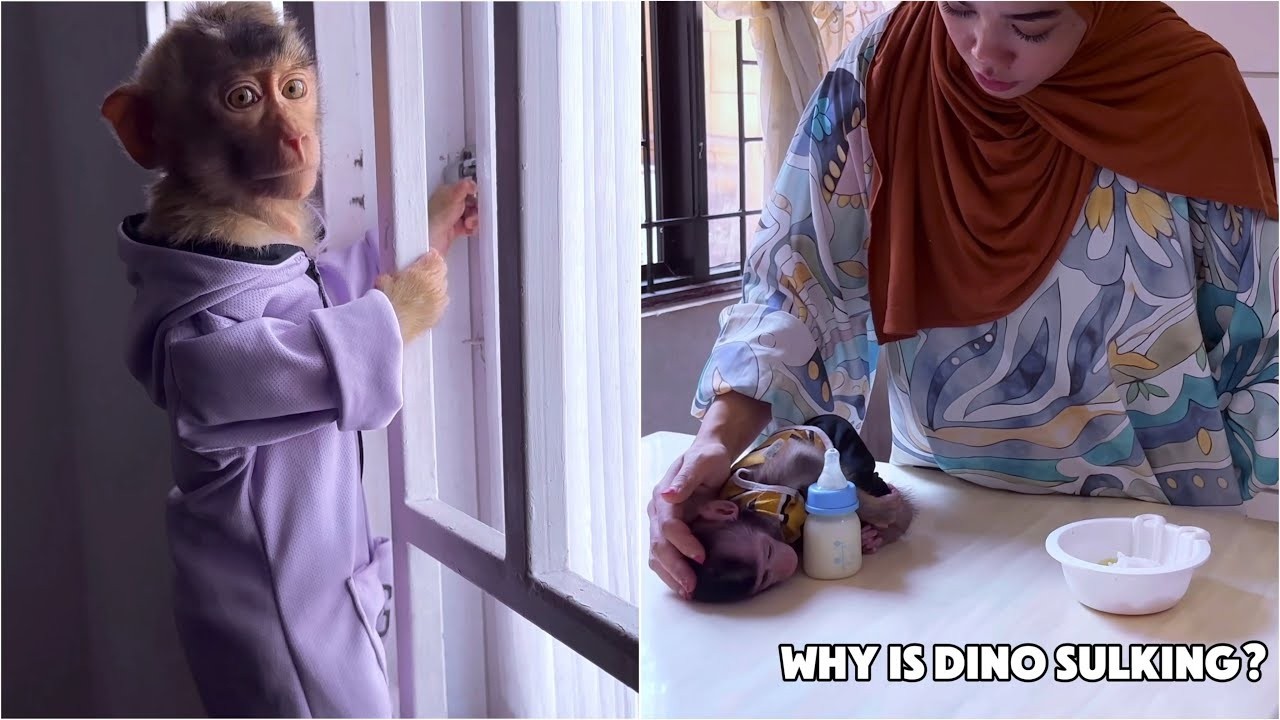 Mom is overwhelmed taking care of Baby Monkey Dino who doesn't want to eat while Alpha runs away