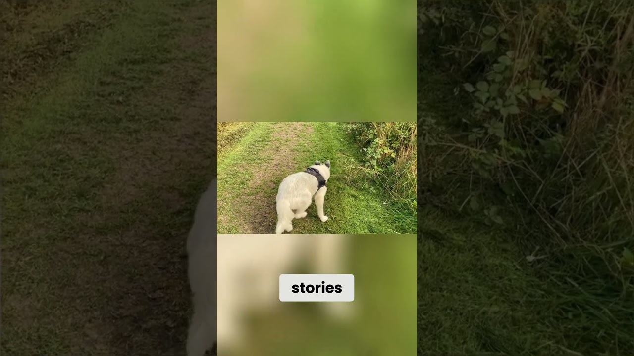 Dogs Teach Us How to Be Human Again 