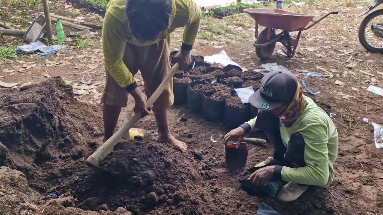 ODDLY SATISFYING: CRUSHING HARD SOIL MANUALLY FOR NURSERY BAGS - Agriculture Gardening