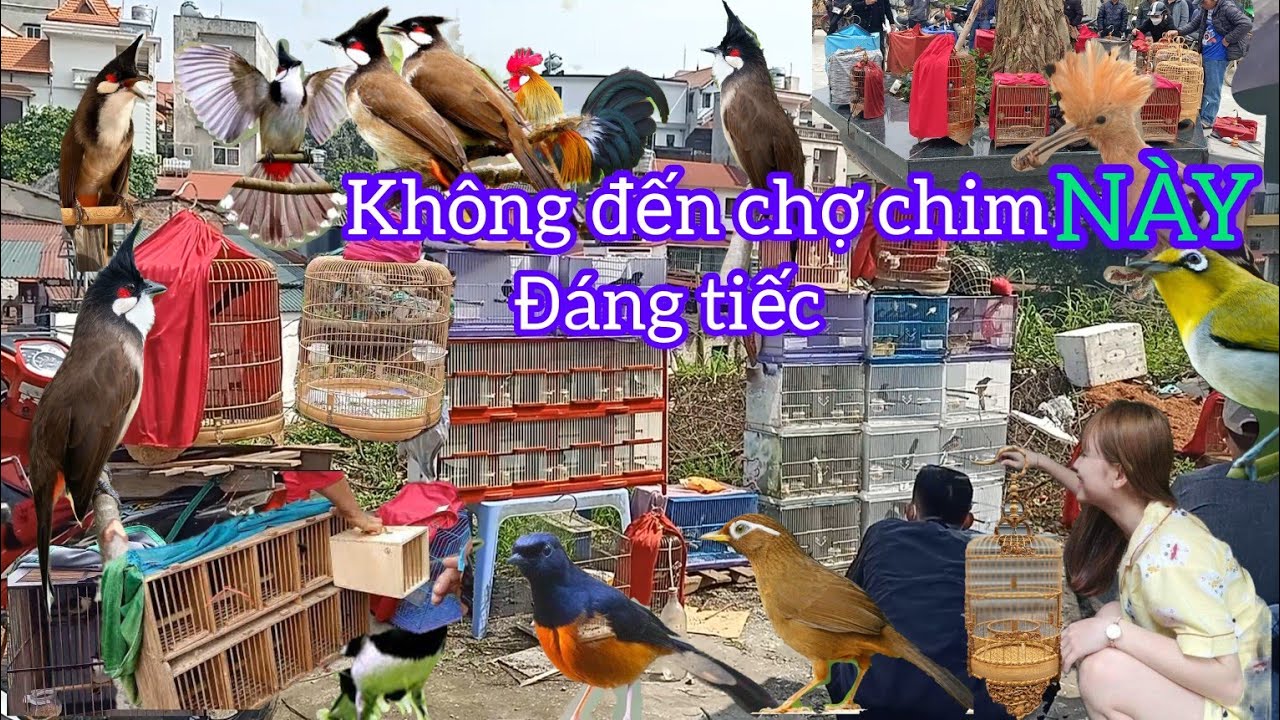 ĐI VÀO CHỢ CHIM CẢNH CHƠI NGỠ NGÀNG VÌ CHIM ĐẸP GIÁ HỢP TÚI TIỀN