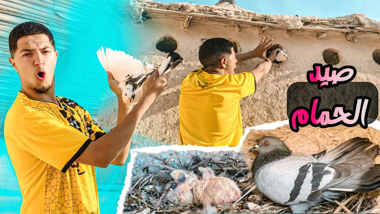 صيد الحمام الباري بطريقة سهلة 🏹 طريقة عيش الحمام بدون مربي 🤯