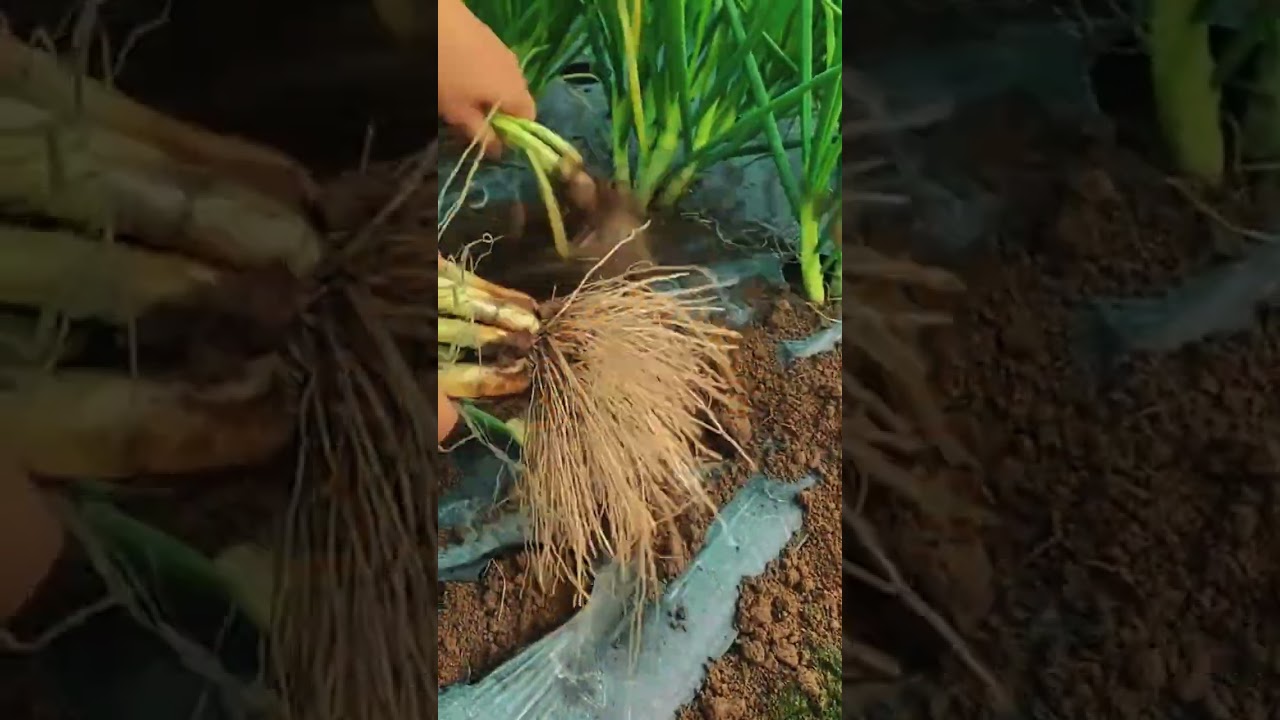 Harvest Green Onions Properly for the Best Quality 🧅🌿 