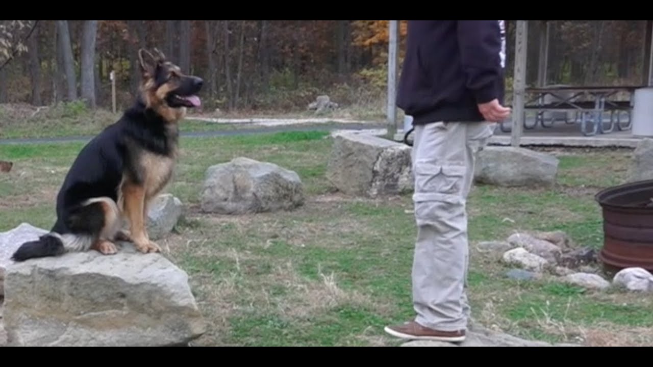 Dog Training: 2 Year Old German Shepherd, Scout! Before/After 2 Week Board and Train