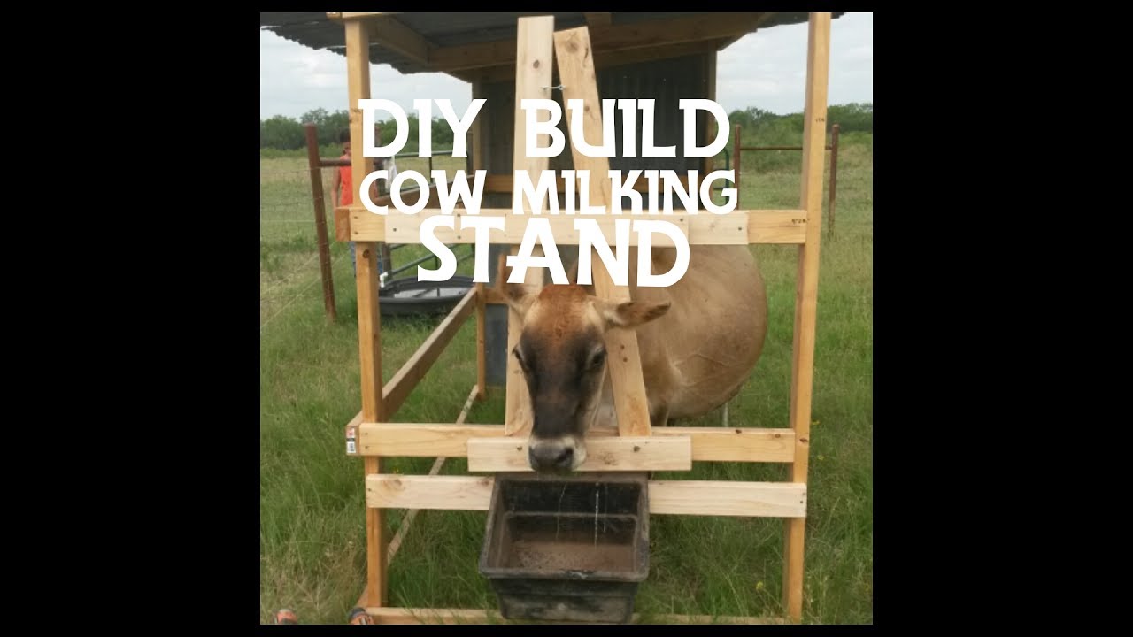 DIY Milking Stanchion