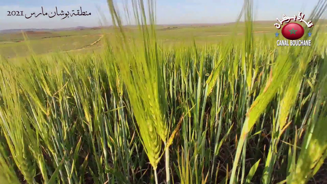 خيرات منطقة بوشان اقليم الرحامنة 13 مارس 2021