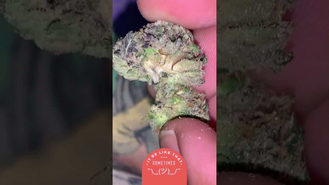 Ice Cream Cake strain (Wedding Cake x Gelato #33)
