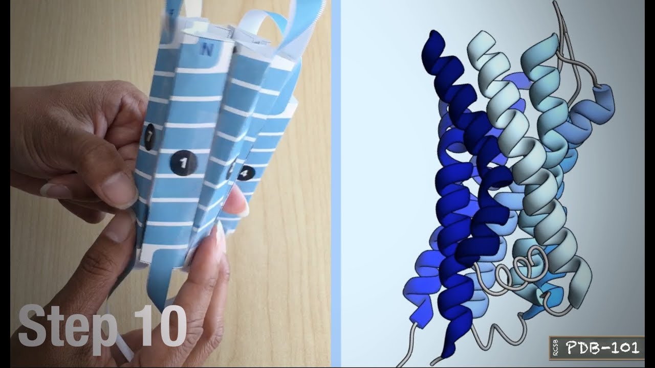 Build a Paper Model of a G Protein-Coupled Receptor (GPCR)