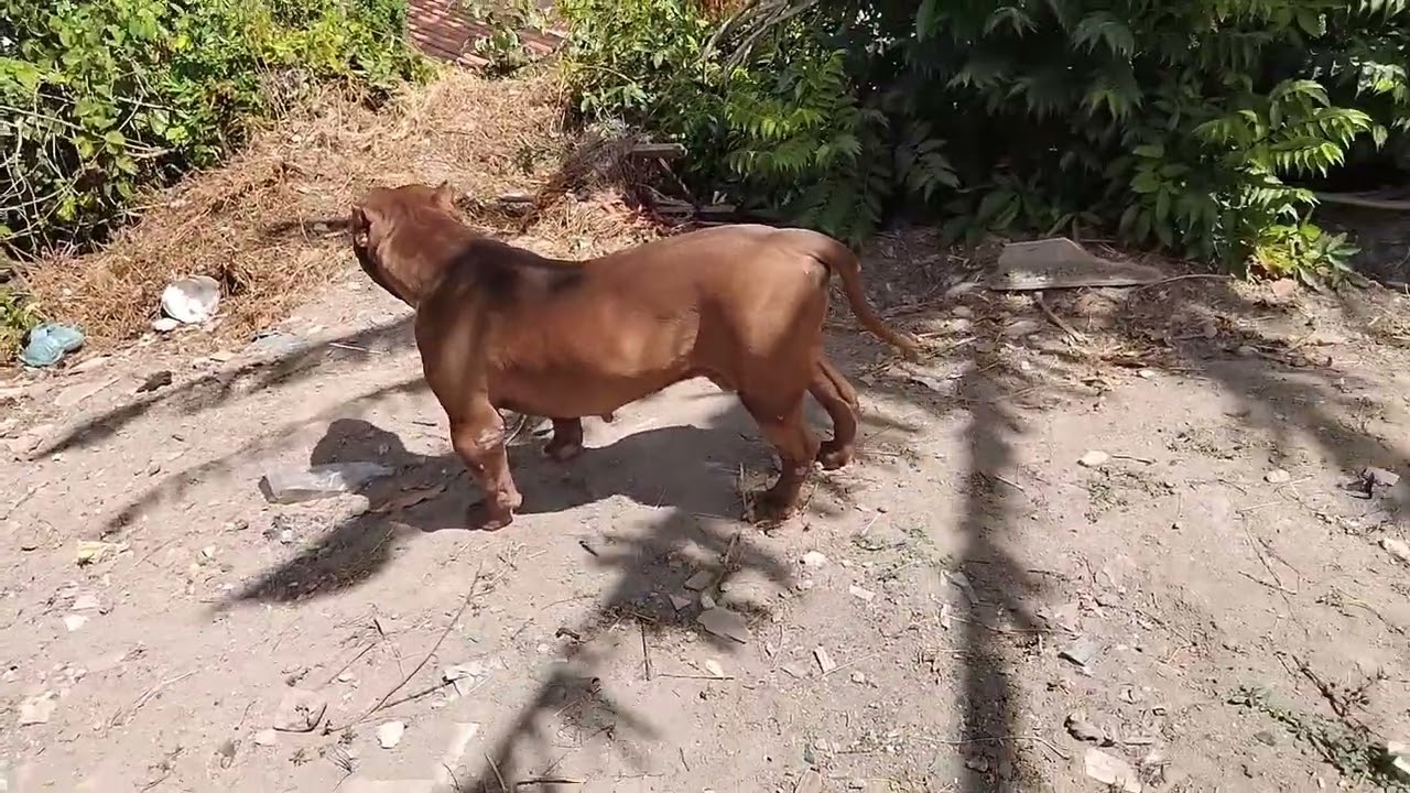 Pit Monster Dog 🔥