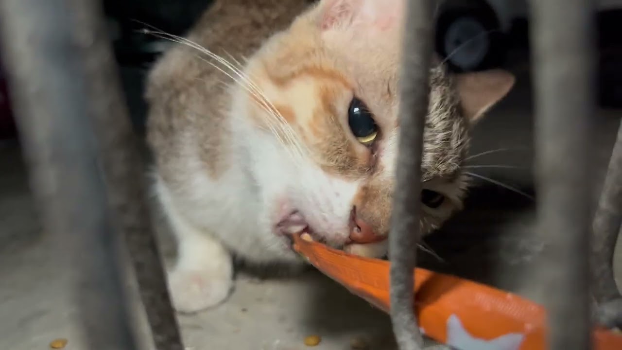 THIS CAT IS TOO HUNGRY! Night Feeding Stray Cats in Singapore Changi