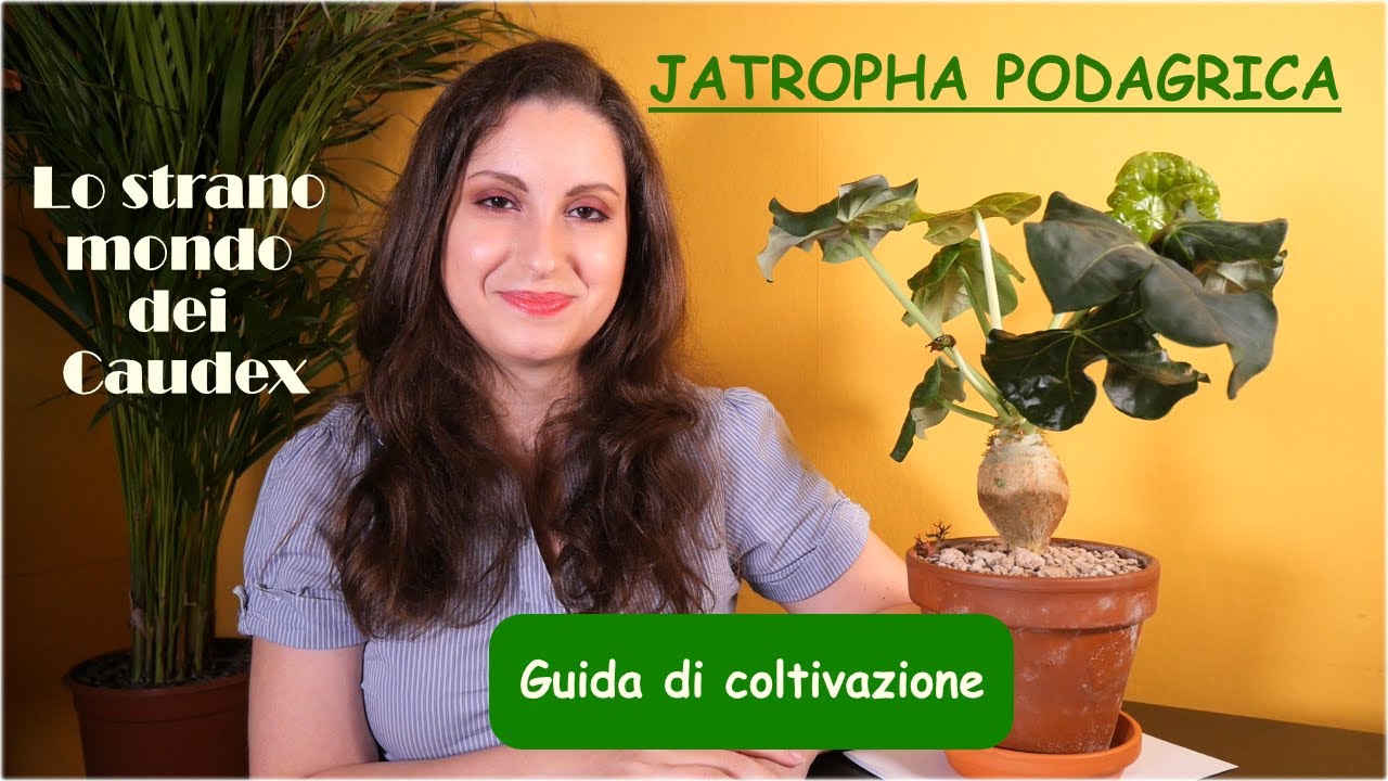 Jatropha podagrica | Conoscerla e coltivarla | Insolito caudex
