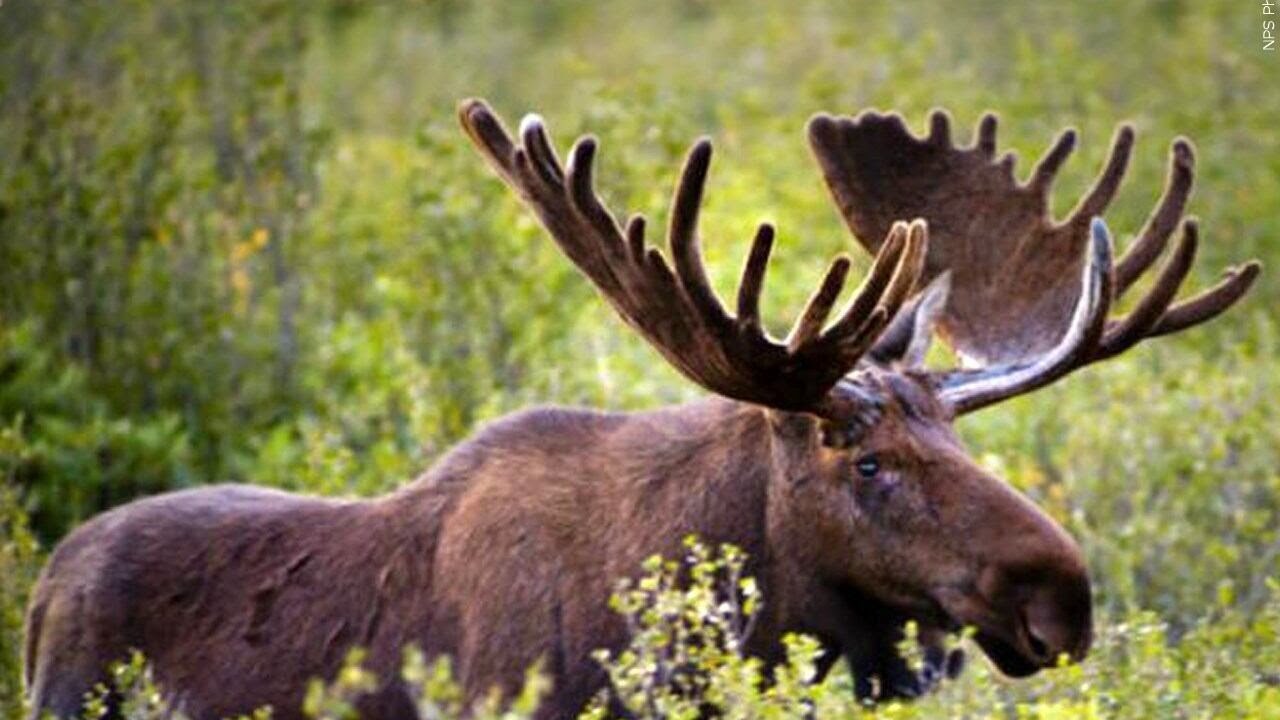 Woman injured in bull moose attack in Boulder County