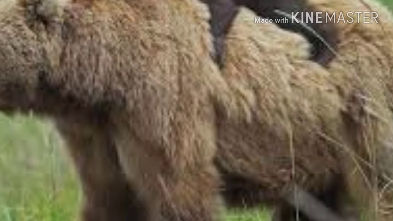 Достойный мужчина - Алексей Карамазов. 