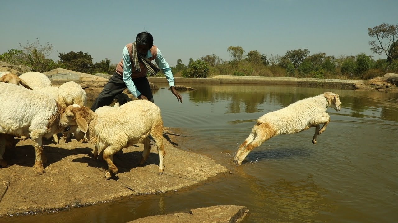 sheep's swimming, lake crossing, sheep's jumping into the lake