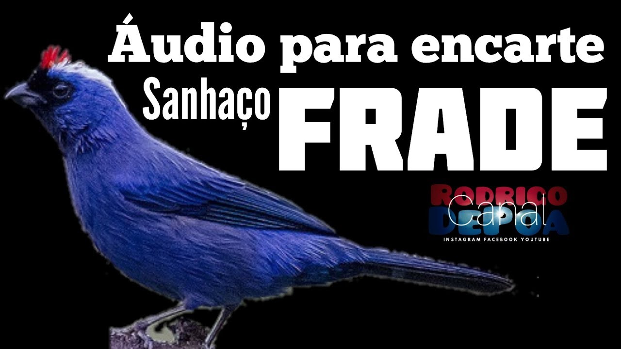 Áudio encarte sanhaço frande canto galopado Gravação do Frade Lami do amigo Alexandre