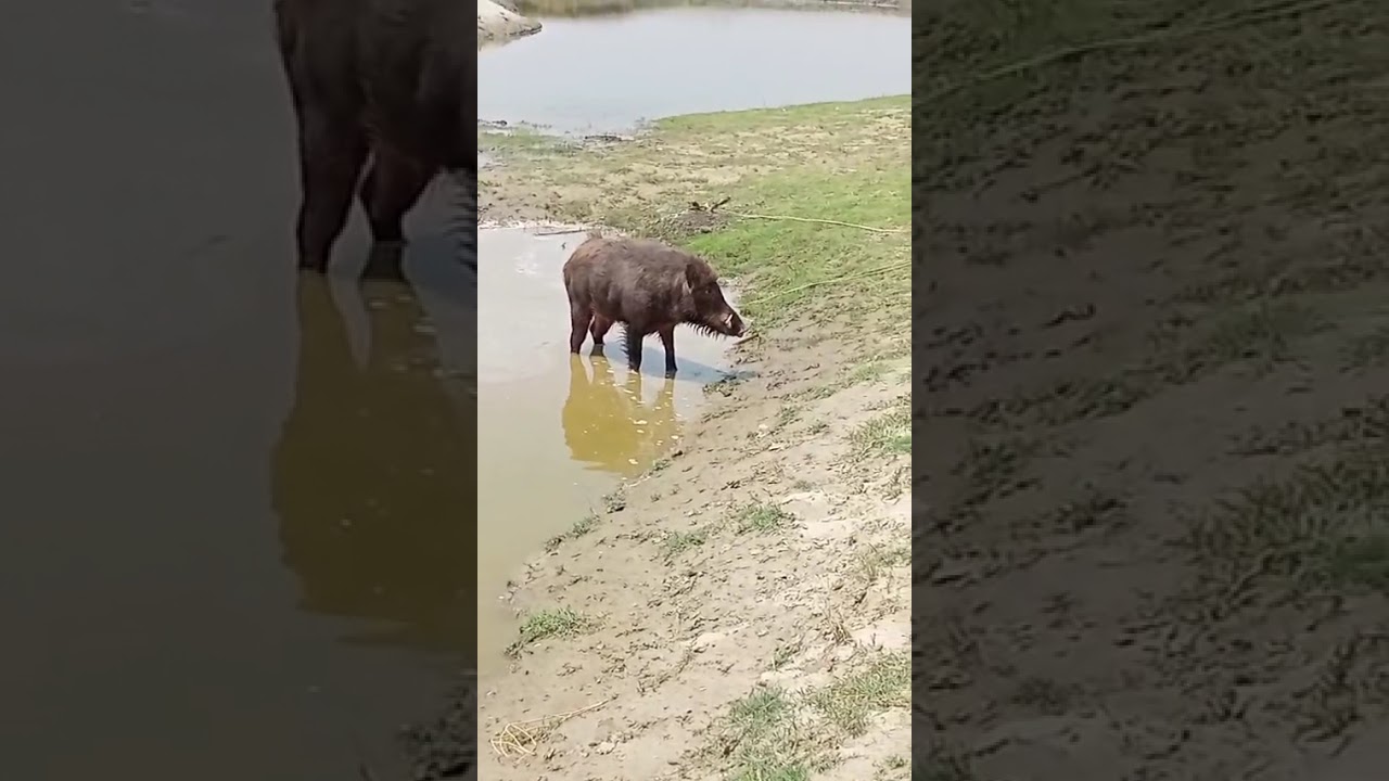 Soor ka shikar 🐕 🐖 Dog hunting pig 🐖 Geedar ka shikar 🐕🦊 Dog hunting Jaekal