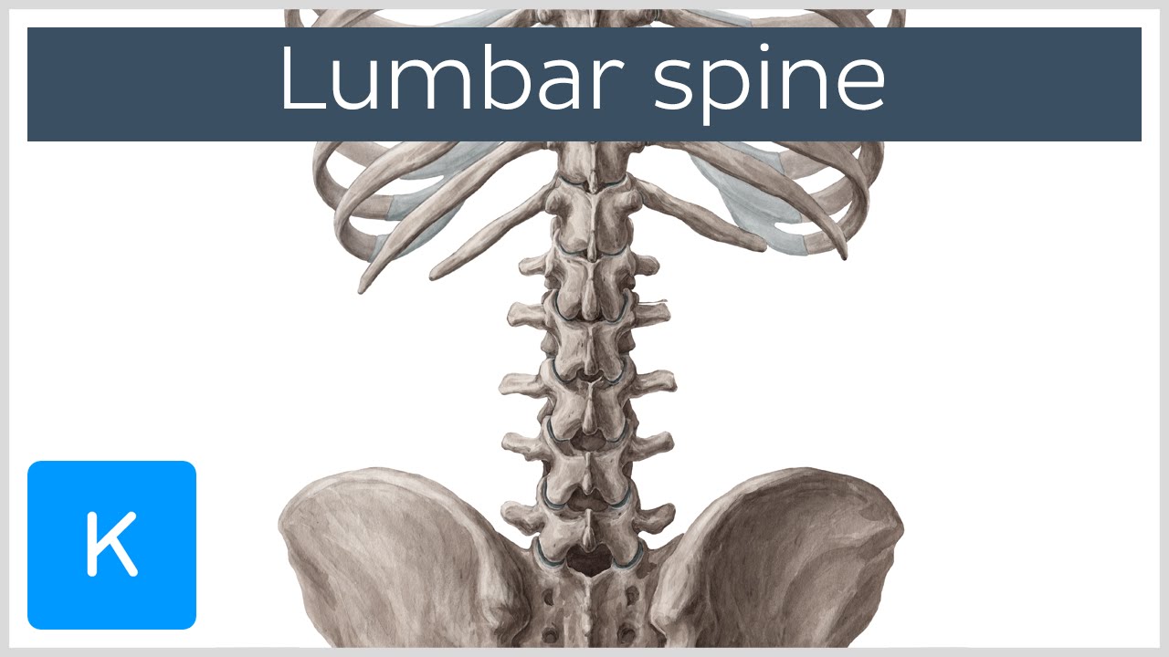 Lumbar Spine Anatomy and Function - Human Anatomy |&nbsp;Kenhub