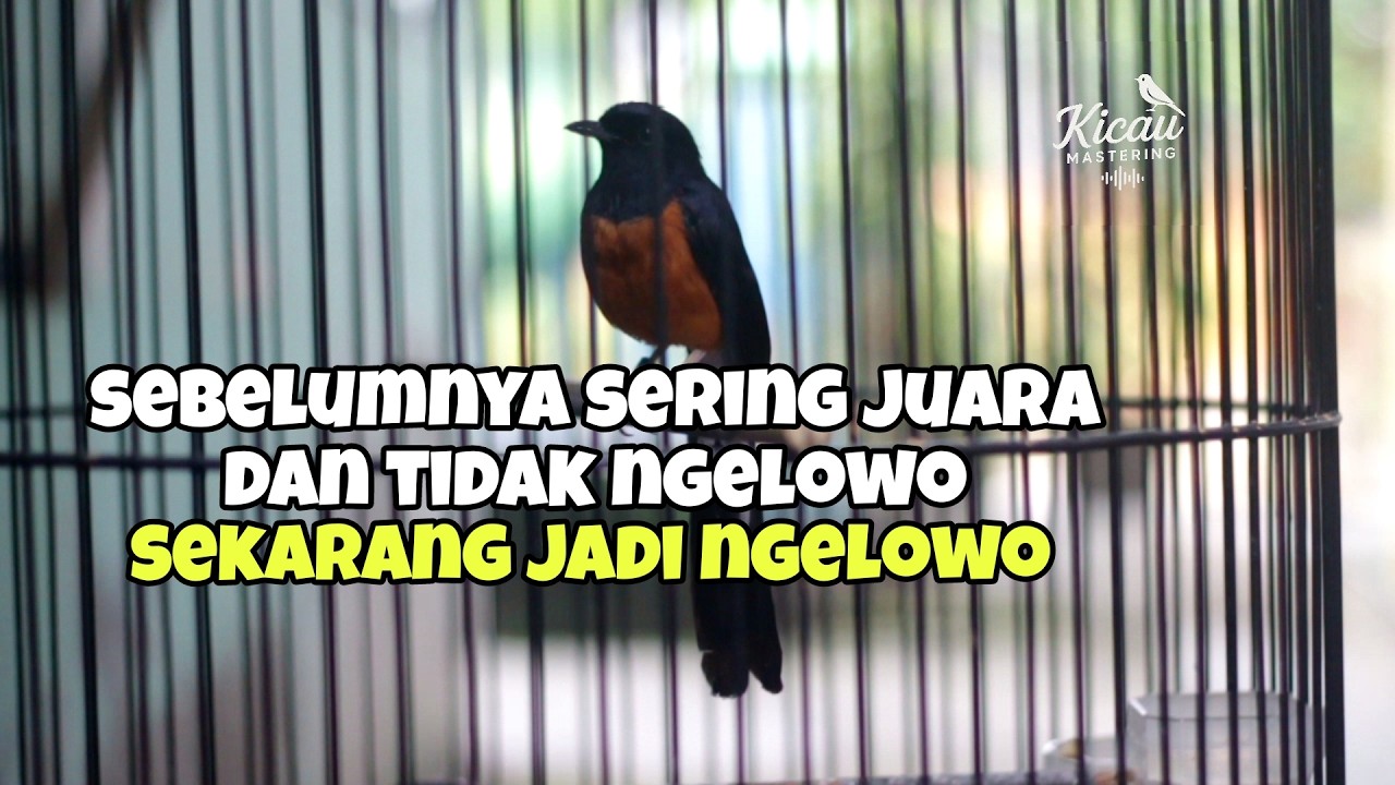 Sebelumnya burung tidak pernah ngelowo sekarang saat di gantang ngelowo