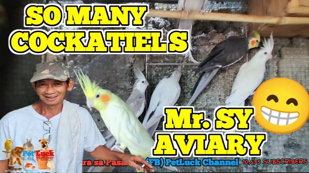 COCKATIEL BREEDER NG BULAKAN BULACAN SOBRANG DAMING PWEDENG PAG-PIPILIAN