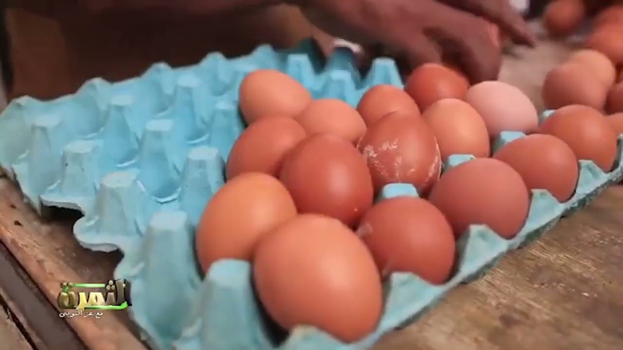 سر المزارع الكبيرة في زيادة إنتاج البيض