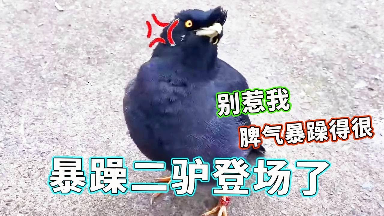 暴躁二驴又登场了，与脾气不符的是学会的第一句话竟是：你好，暴躁的二驴说着礼貌的话真的很违和！【天下一场梦】