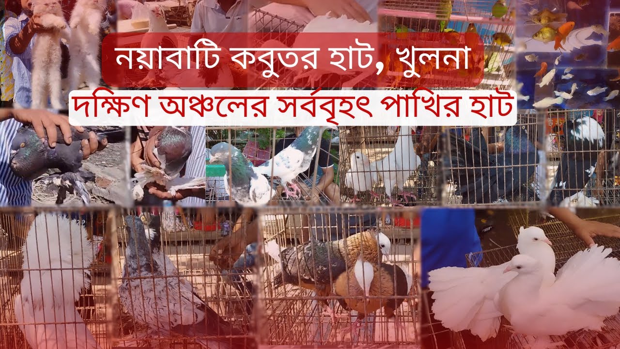 খুলনার সবচেয়ে বড় নয়াবাটি কবুতর হাটে একদিন । Pigeon Market at Nayabati in Khulna । Kobutor Hat