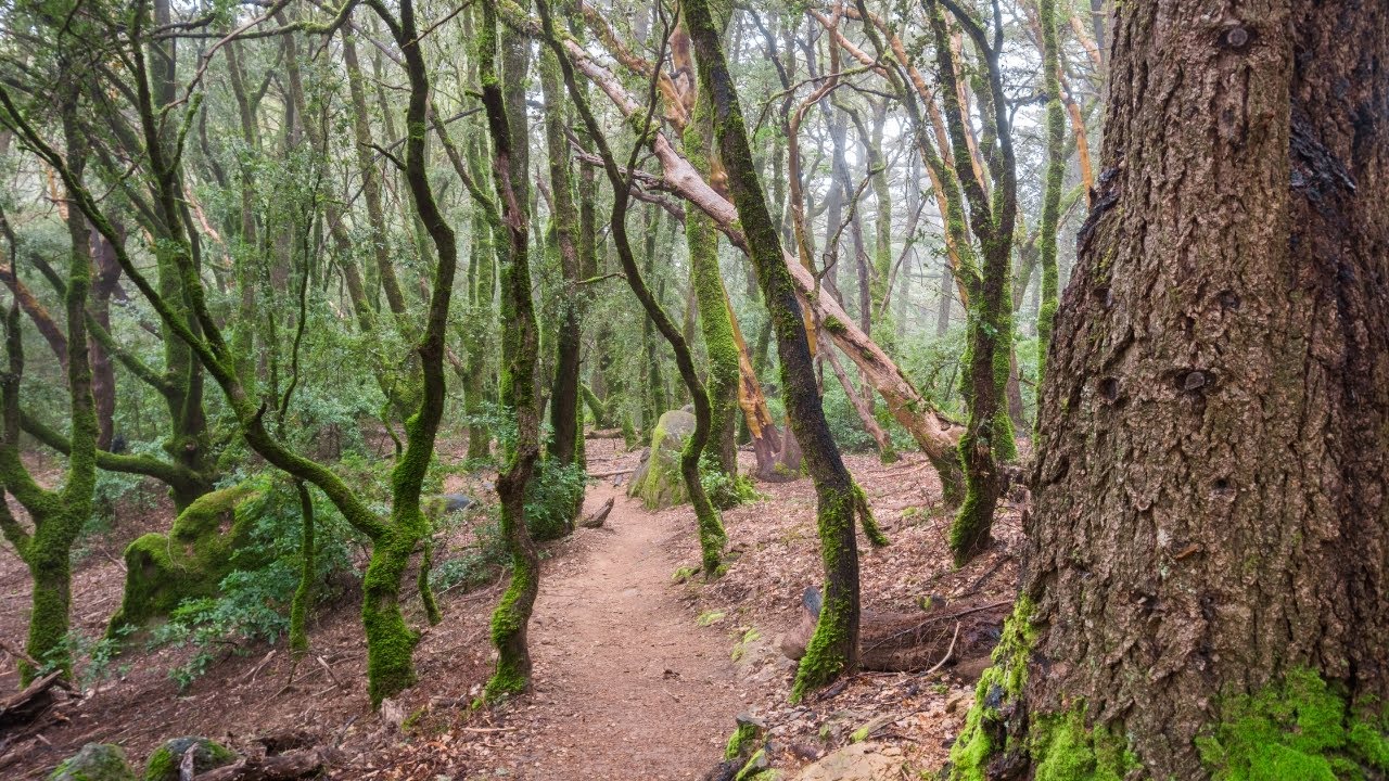 Castle Rock State Park | Castle Rock Trail | Bay Area Hiking Trails