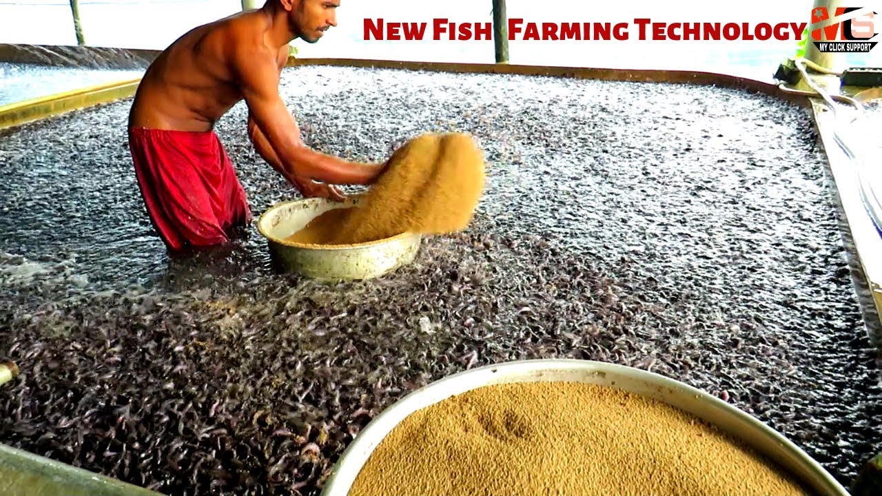 New Fish Farming Technology | Baby Catfish Farming Business in Asia