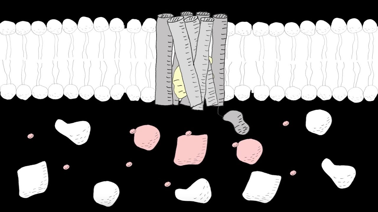 Proximity Proteomics