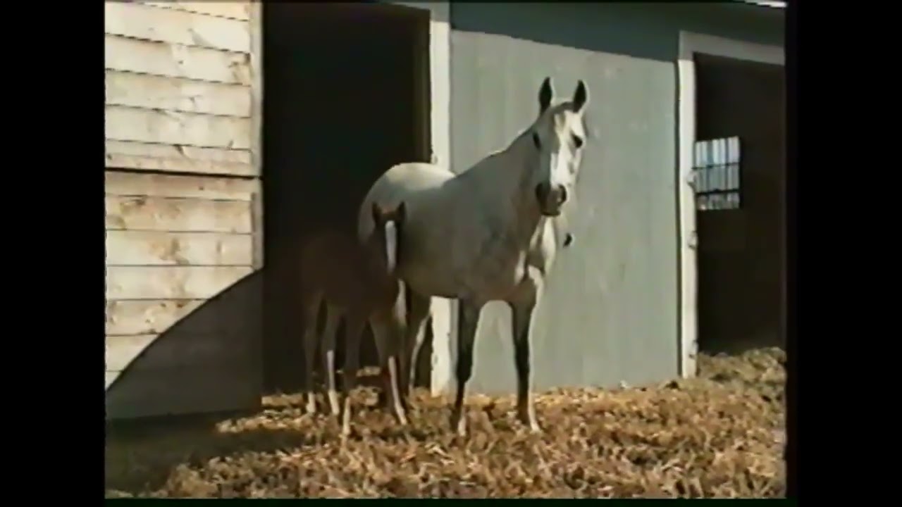 White Horse Farm, Conway MA