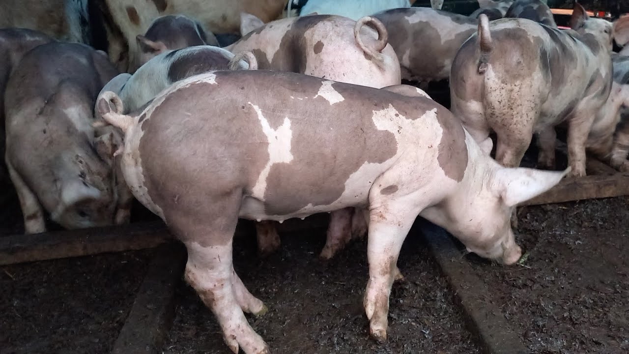 FEIRA DE PORCO EM CAMPINA GRANDE-PB 21/02/2024 SUINOS