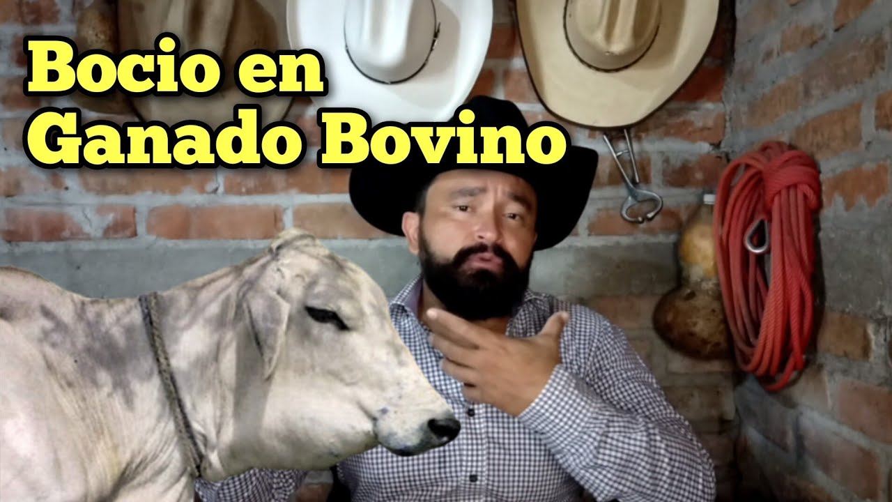 Bocio en Ganado Bovino Causas y Tratamiento.