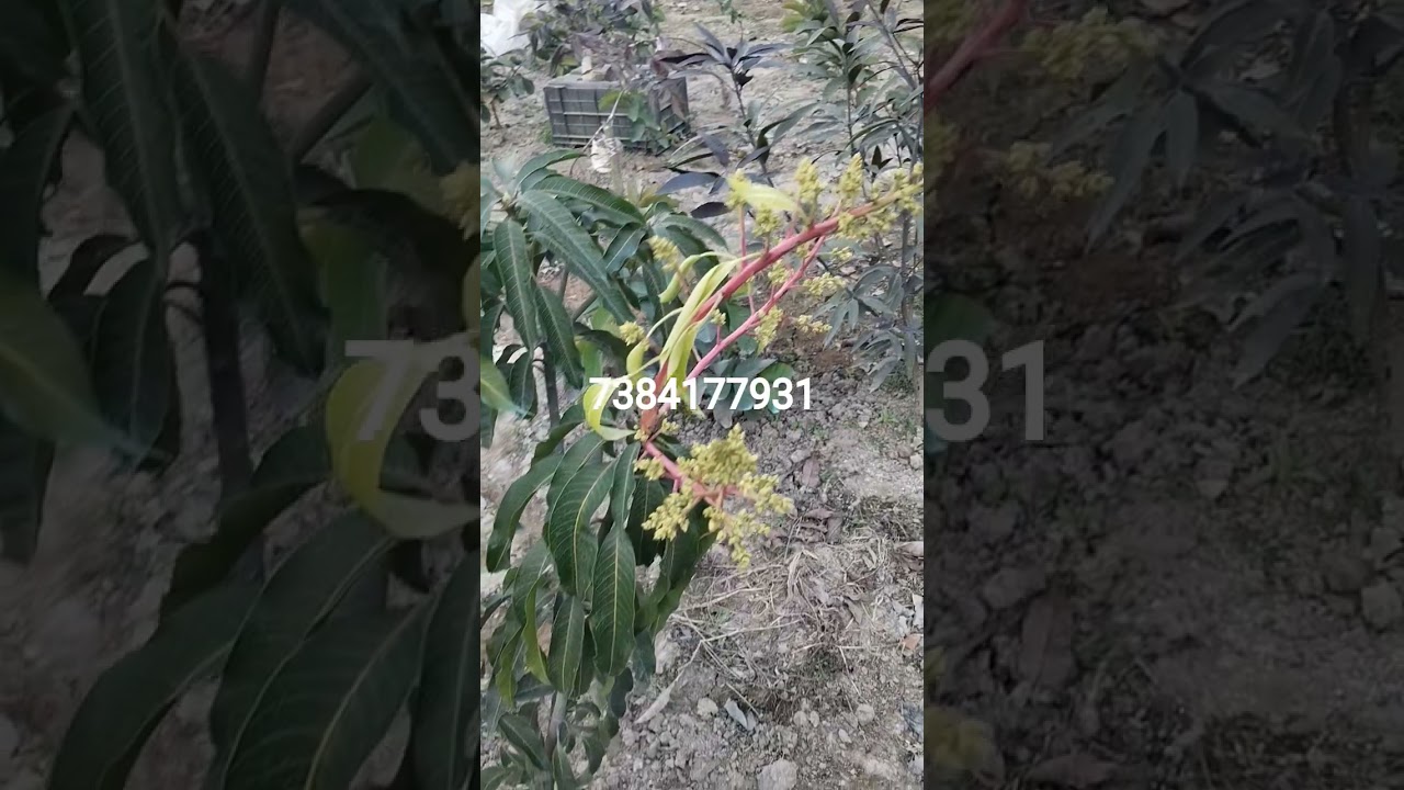 all fruit plant available all India delivery 🚚🚉✈️🥭🌴🌲🎁