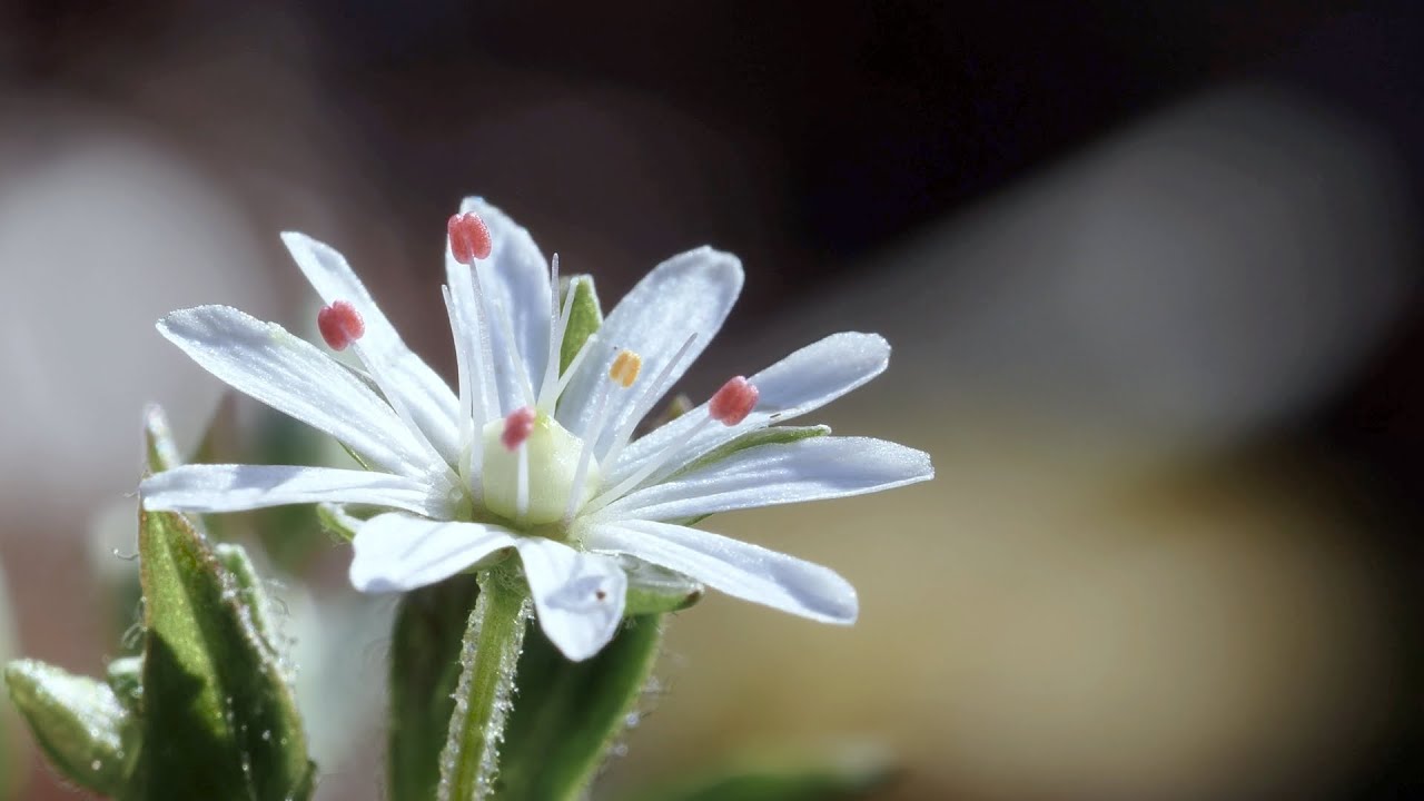 CGTN Nature: Zhangjiajie Series | Episode 1: Arrival of Springtime