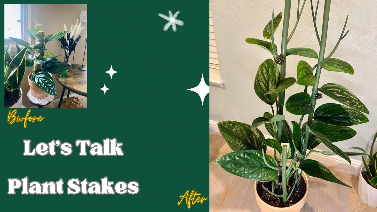 Restaking my perfect Monstera Peru. So much better! 🌱