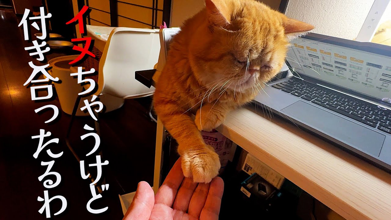 おれ、ネコやからな？
