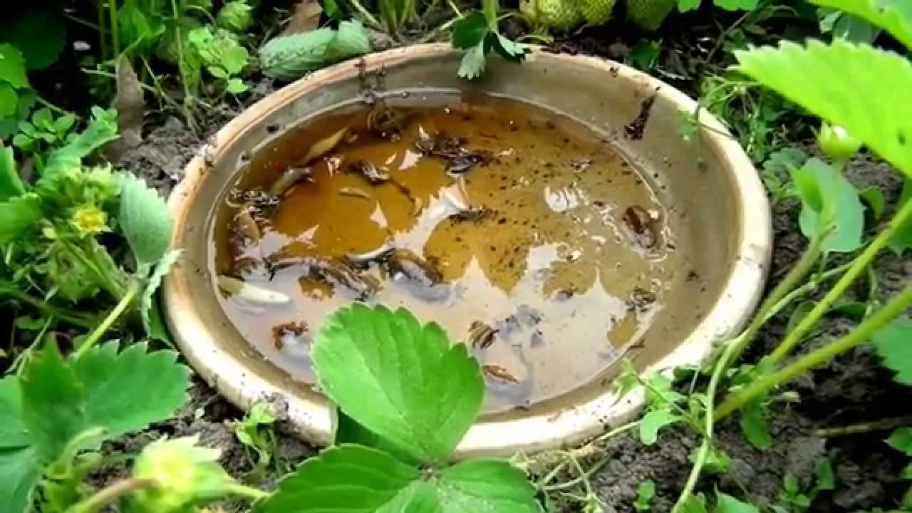 Ślimaki po piwie zapadają w letarg