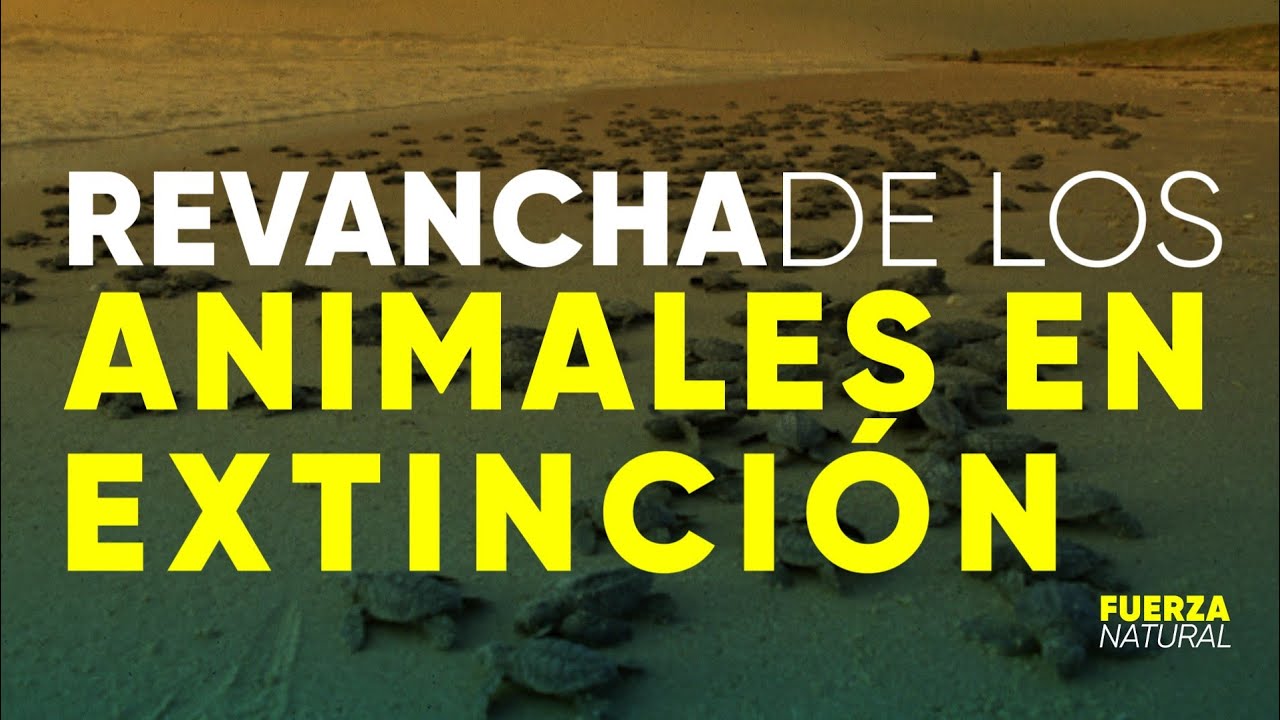 LA REVANCHA DE LOS ANIMALES EN EXTINCIÓN: otro lado B de la pandemia #FuerzaNatural