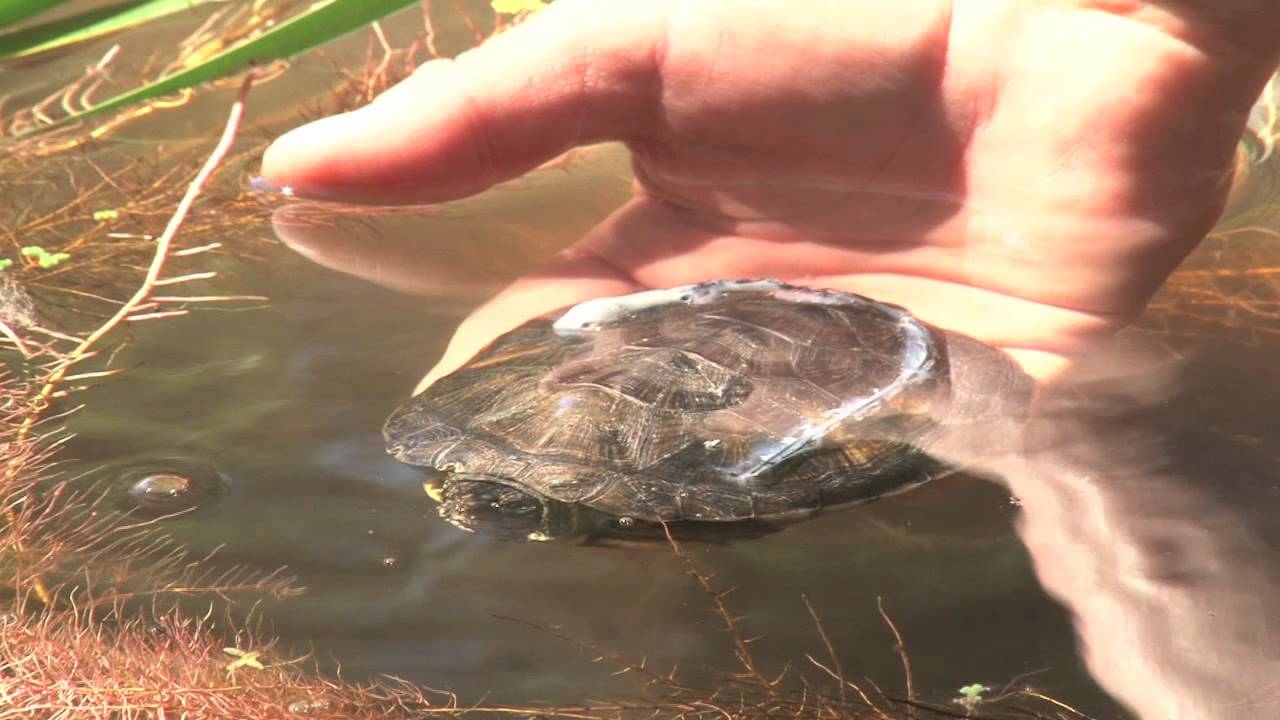 Pond Turtles Released Into the Wild