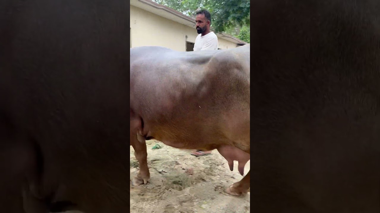 @bhumbla_dairy_farm66 #top #class #buffalo available in our farm cont-9878846106 #cow #dairyfarm