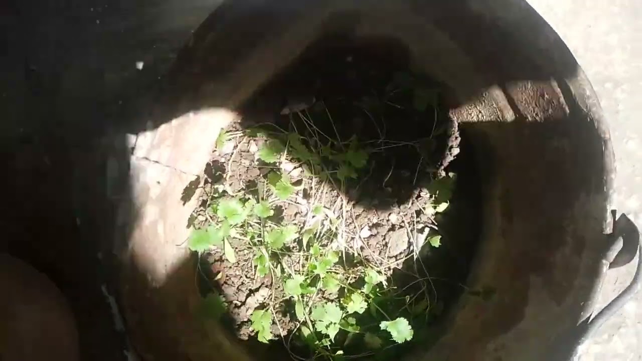 mere garden main sparrow kay baby ki awaz