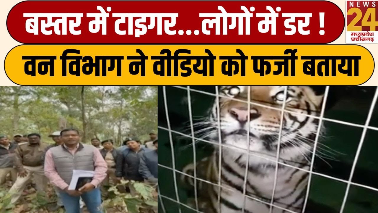 Tiger Viral Video :Bastar में टाइगर...लोगों में डर...वन विभाग ने वीडियो को फर्जी बताया | News24 MPCG