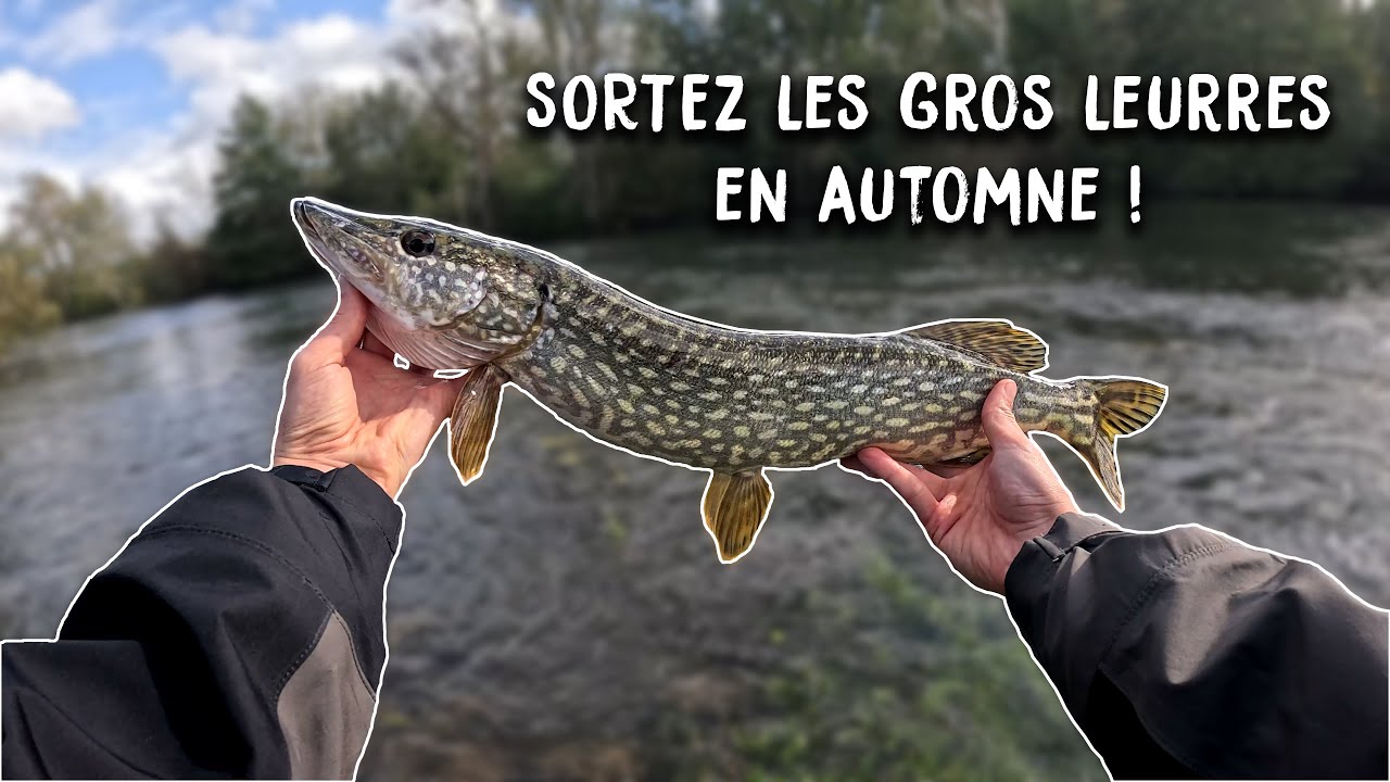 BROCHET en automne au SWIMBAIT et au GLIDEBAIT.