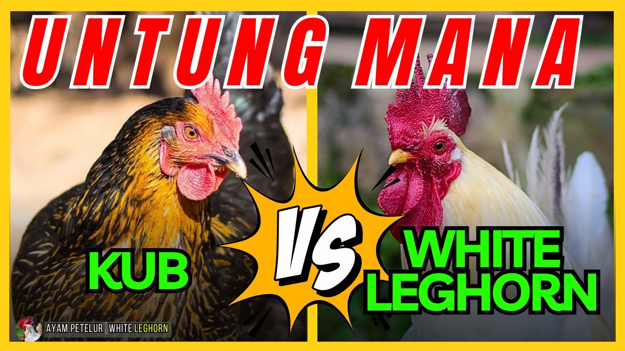 UNTUNG MANA ⁉️ INI PERBANDINGAN AYAM KUB DENGAN WHITE LEGHORN 💯🐓🐔