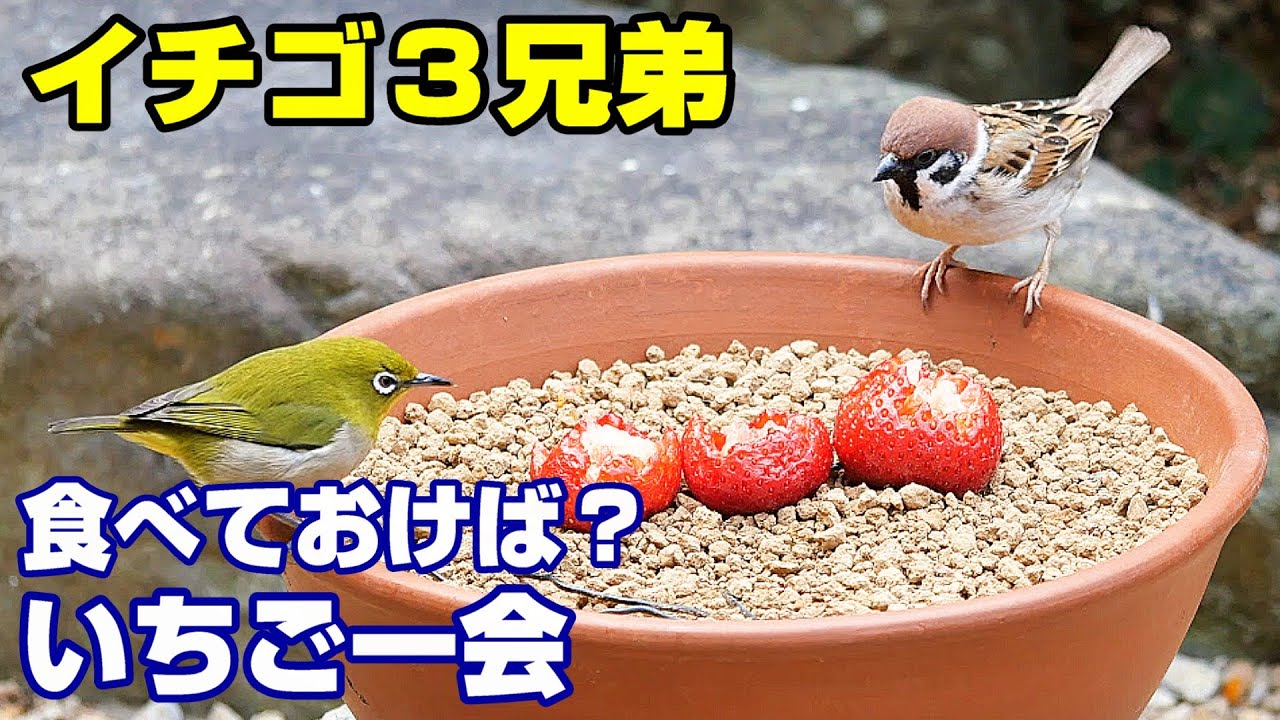 植木鉢でバードフィーダー（野鳥の餌台）イチゴ編2～メジロ/ヒヨドリ/スズメ/ジョウビタキ