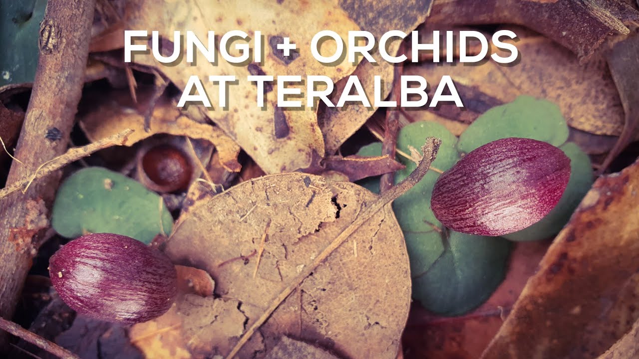 Fungi and orchids - Teralba MTB trail