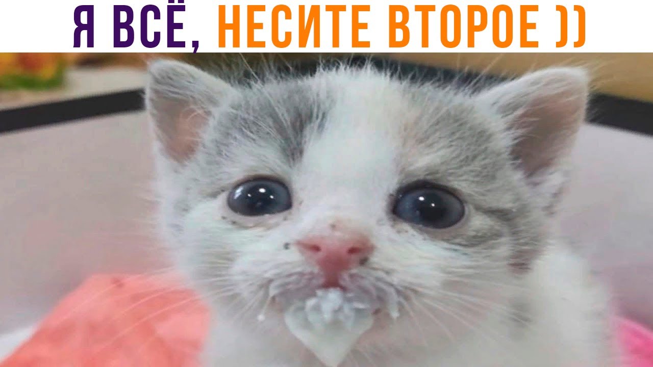 НЕСИТЕ ВТОРОЕ! ))) | Приколы с котами | Мемозг 1332
