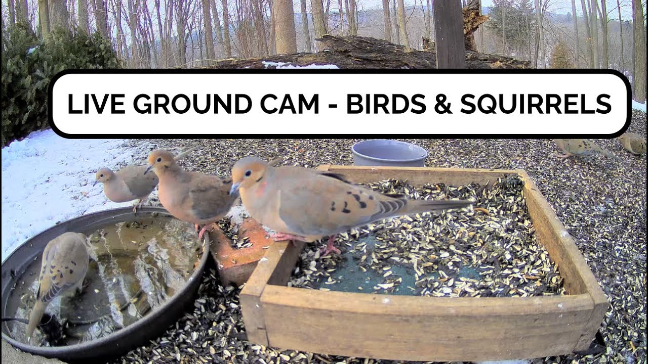 🔴 Live Bird Feeder Ground Cam - Michigan Backyard Birds (Cardinals, Blue Jays, Goldfinches)