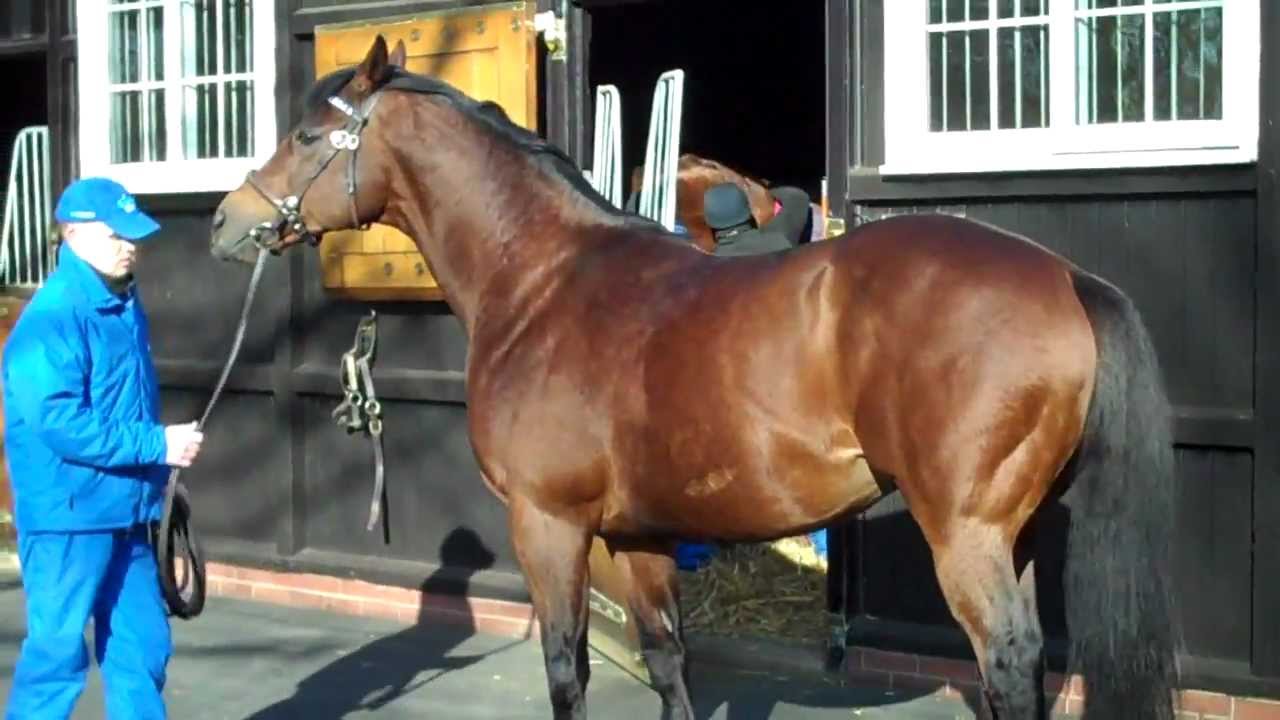 Dubawi at Darley Stud