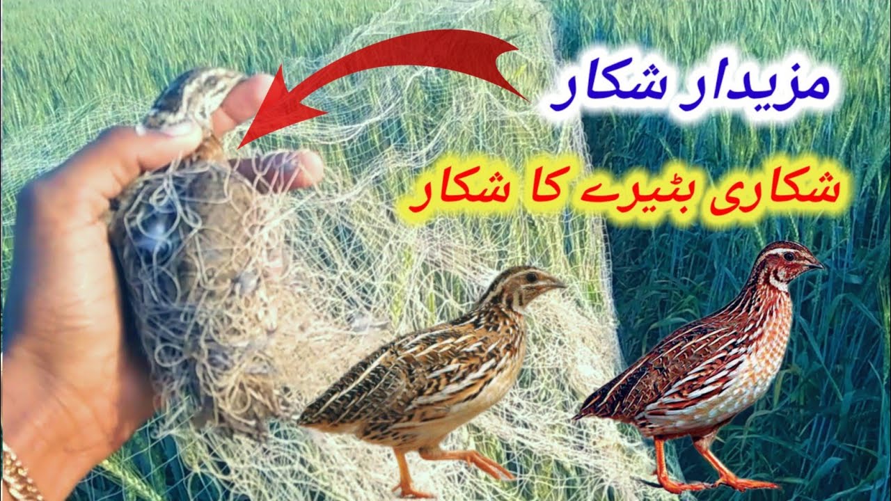 Majedar shikar shikari bater ka shikar(2024)